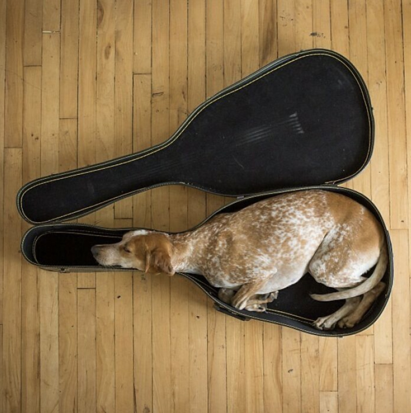 guitar dog